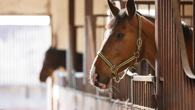 Why Horse Barn Construction in Montana Is Going Custom—and Who’s Leading the Charge